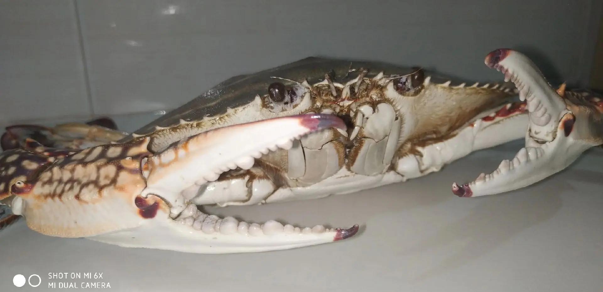 九游会 -窝窝头和米饭哪个热量高